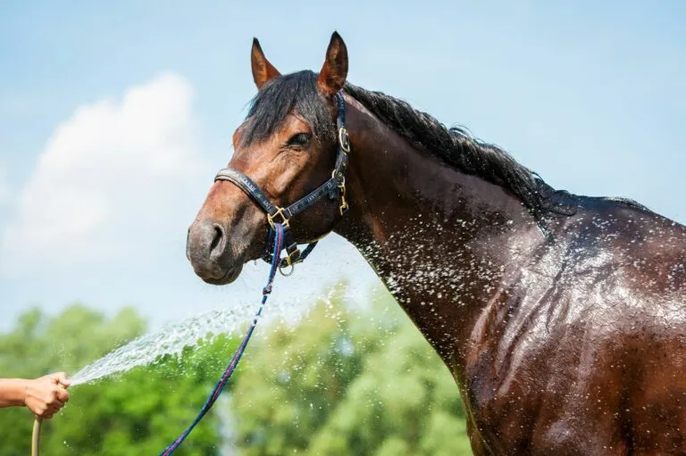 Los caballos y el calor Los caballos y el calor