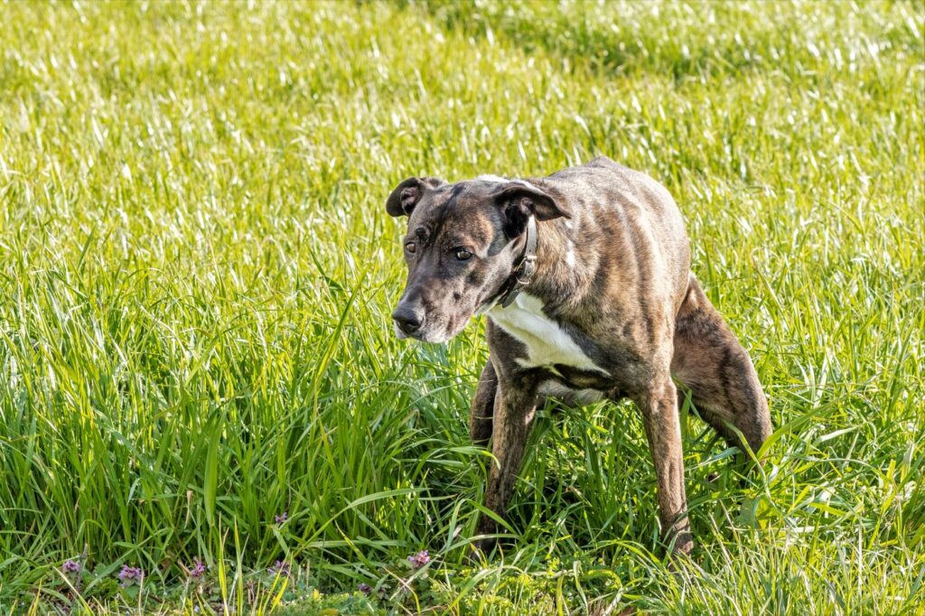 Obstrucción intestinal en perros