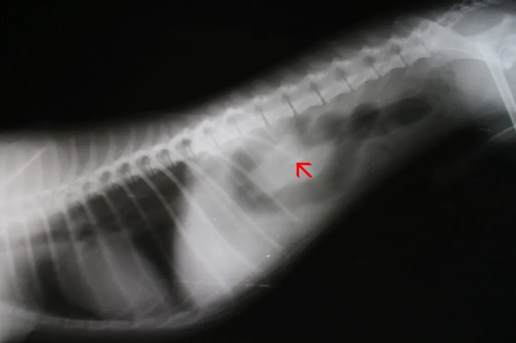 Obstrucción intestinal en perros