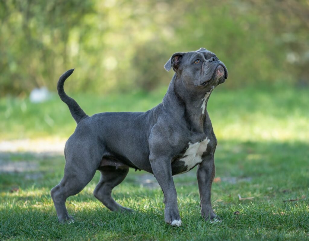 Olde english bulldogge