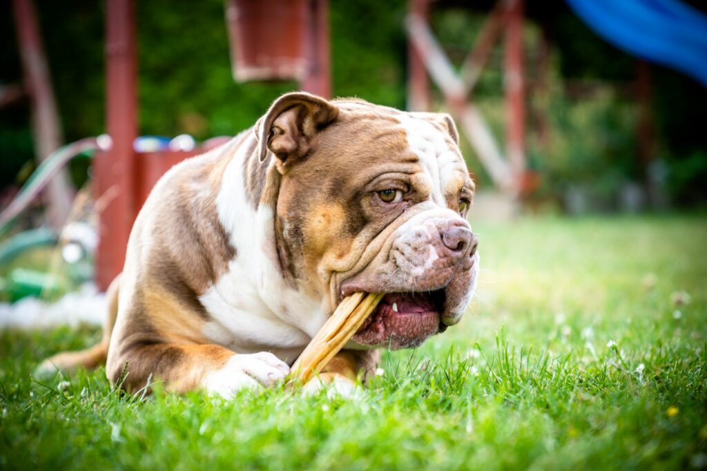 Olde english bulldogge