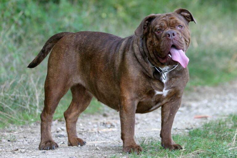 Olde english bulldogge