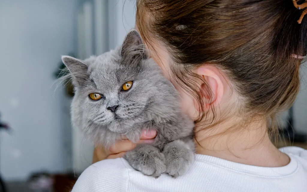 Una gata mayor se mantiene &ndash; posibles signos de debilidad por la edad en gatos