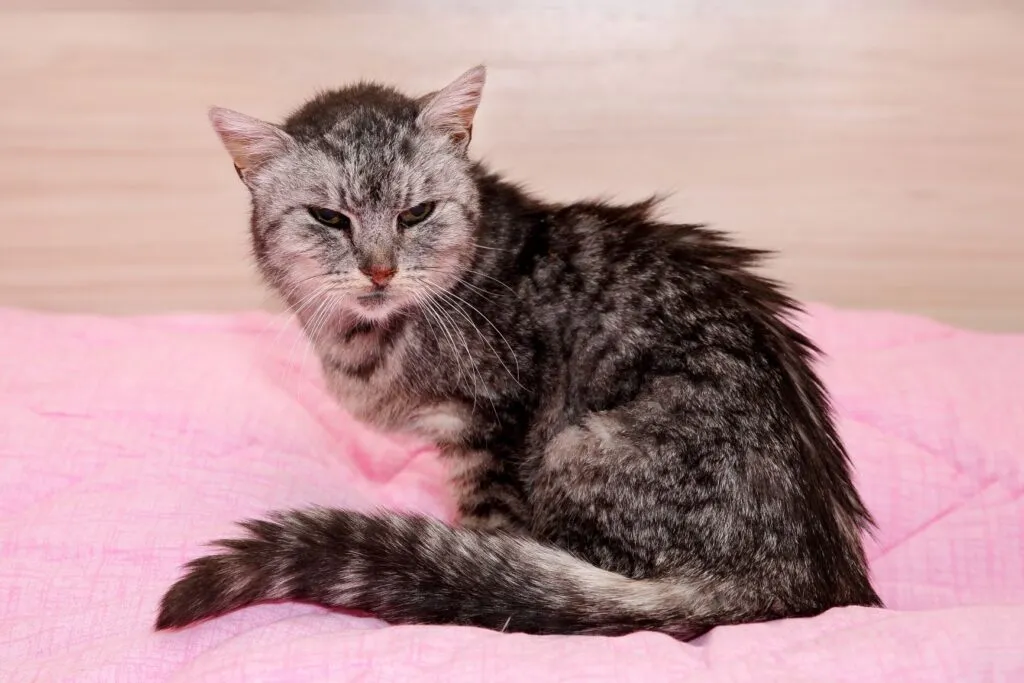 Gato con debilidad por la edad