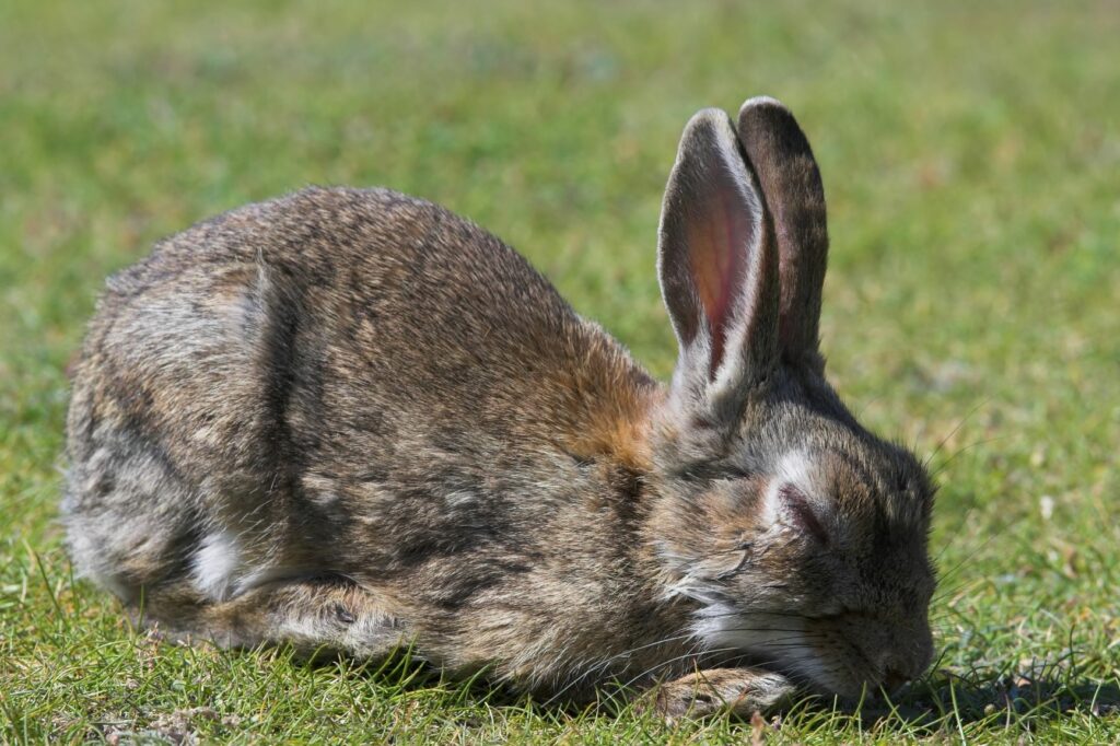 Cuántos años tiene mi conejo