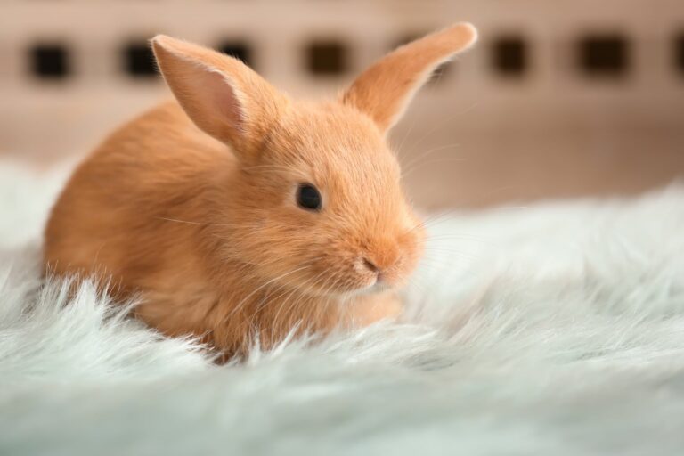 Cuántos años tiene mi conejo Cuántos años tiene mi conejo