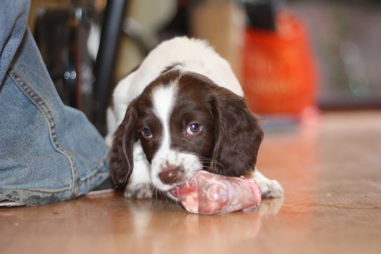 Dieta barf para cachorros