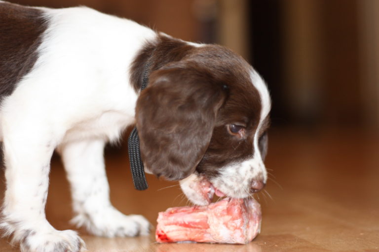 Dieta barf para cachorros