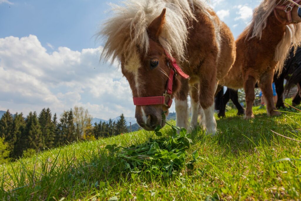 Poni de las Shetland