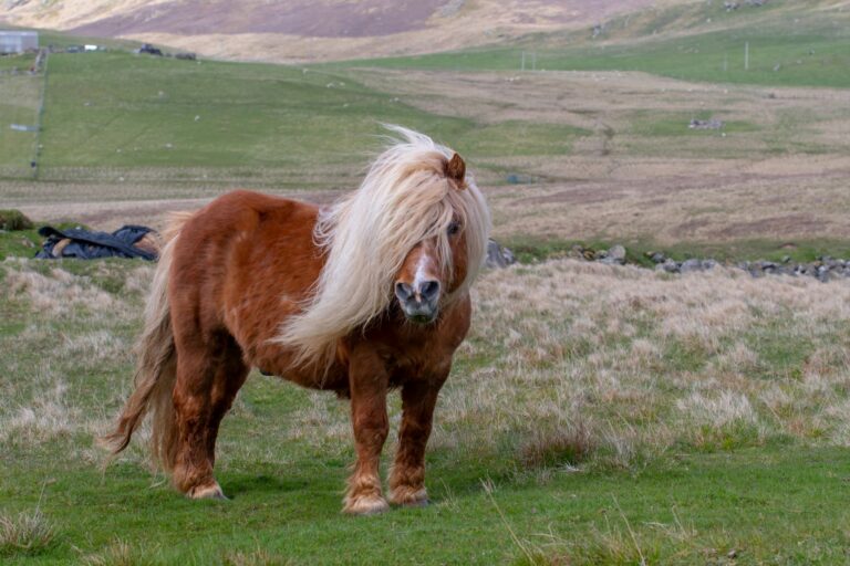 Poni de las Shetland