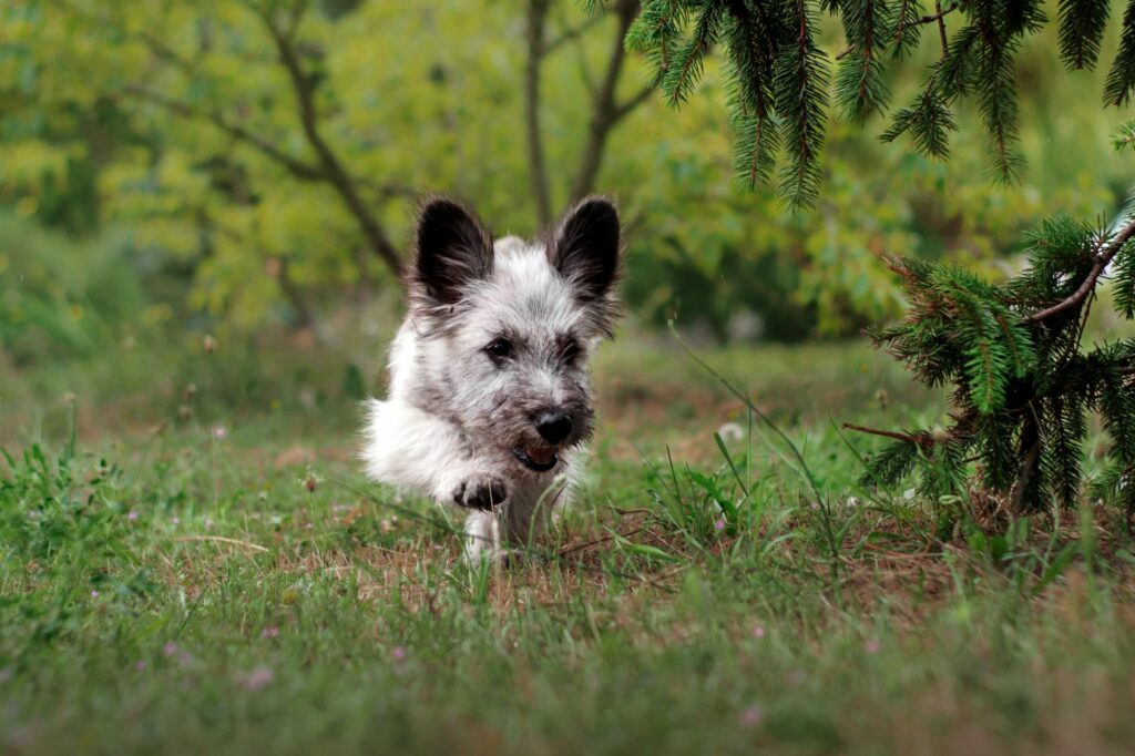 Skye terrier