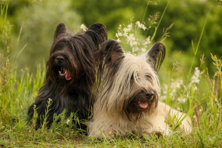 Skye terrier