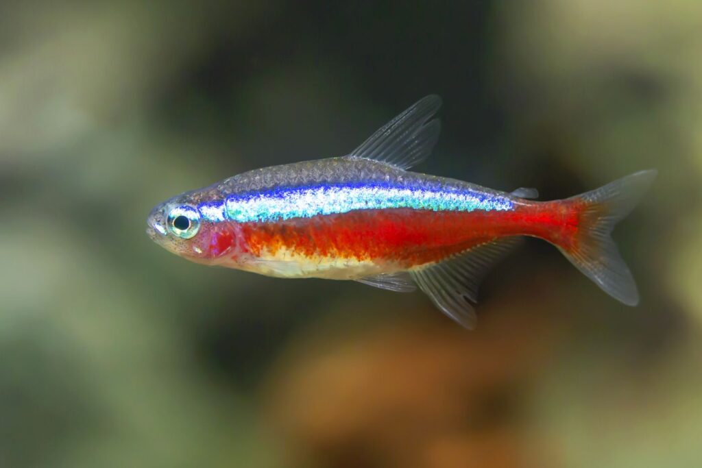 Tetra cardenal