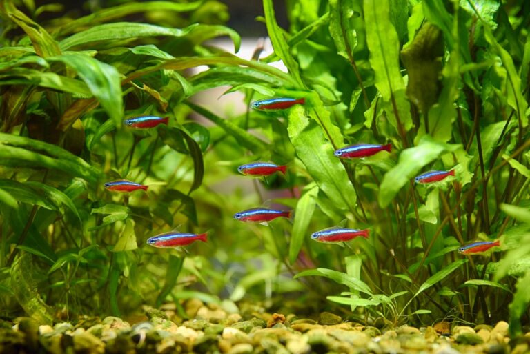 Tetra cardenal