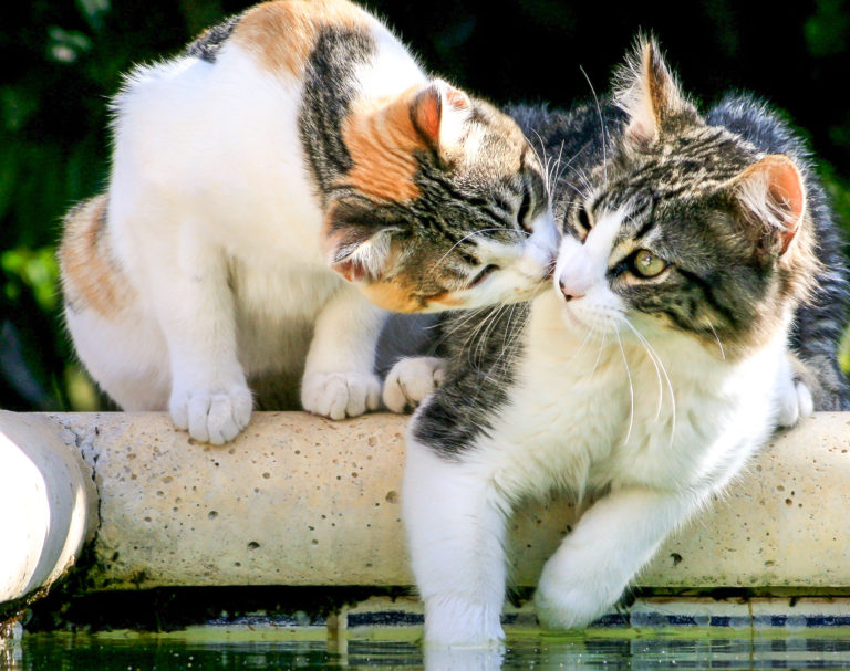 Adoptar un segundo gato