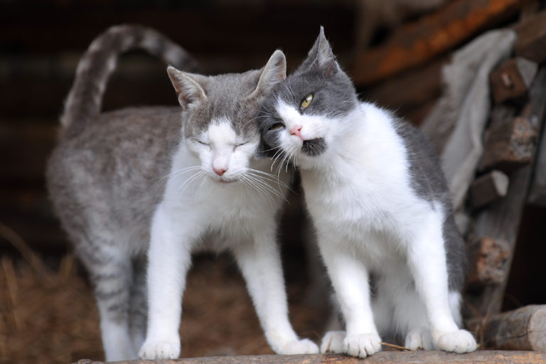 Adoptar un segundo gato