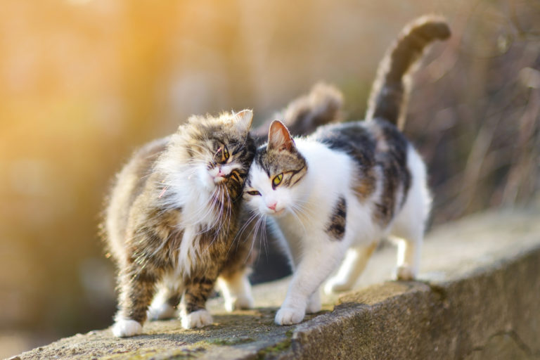 Adoptar un segundo gato