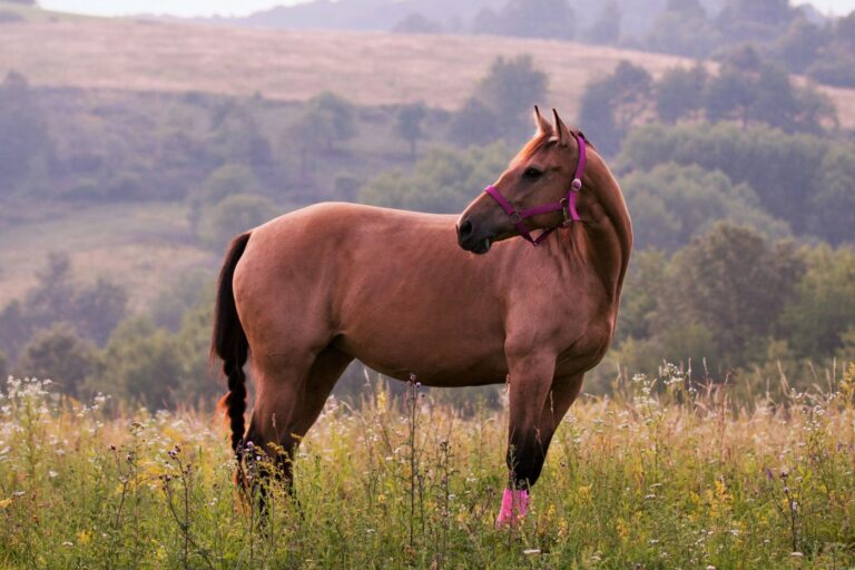 Caballo cuarto de milla