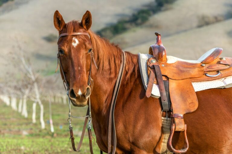 Caballo cuarto de milla