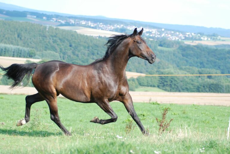 Caballo oldenburgo