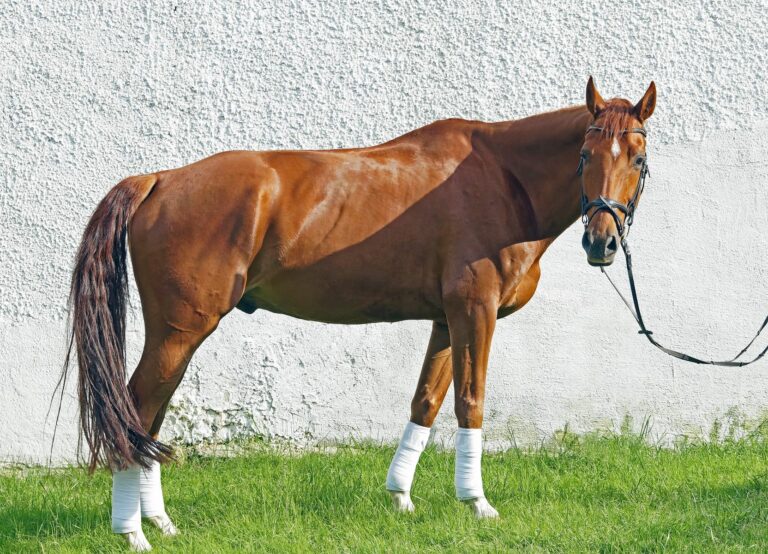 Caballo oldenburgo