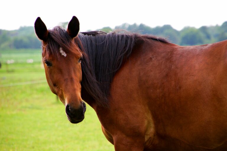 Caballo oldenburgo