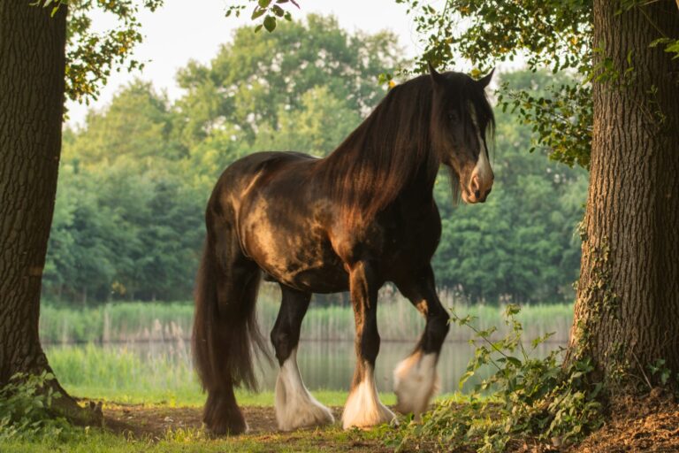 Caballo shire