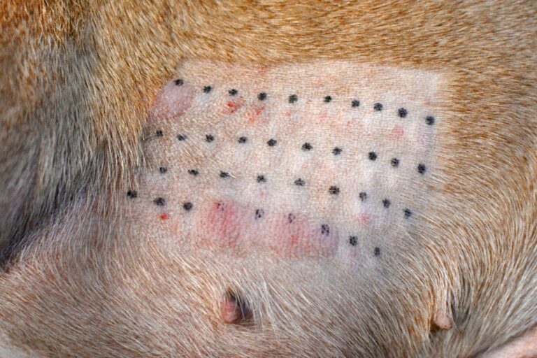 Dermatitis atópica en perros