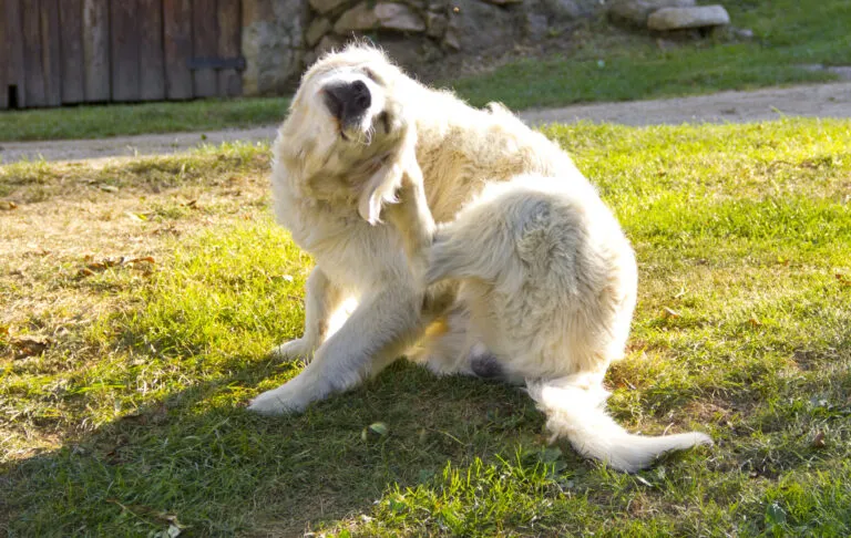 Dermatitis atópica en perros