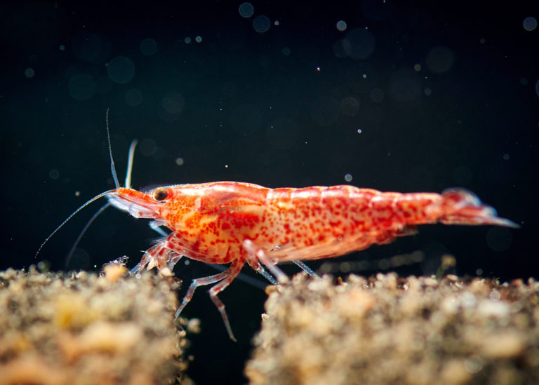 Gambas de acuario