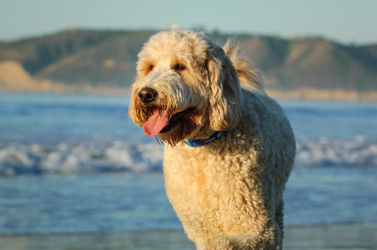 Golden doodle