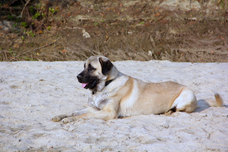 Kangal