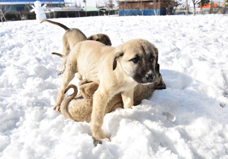 Kangal