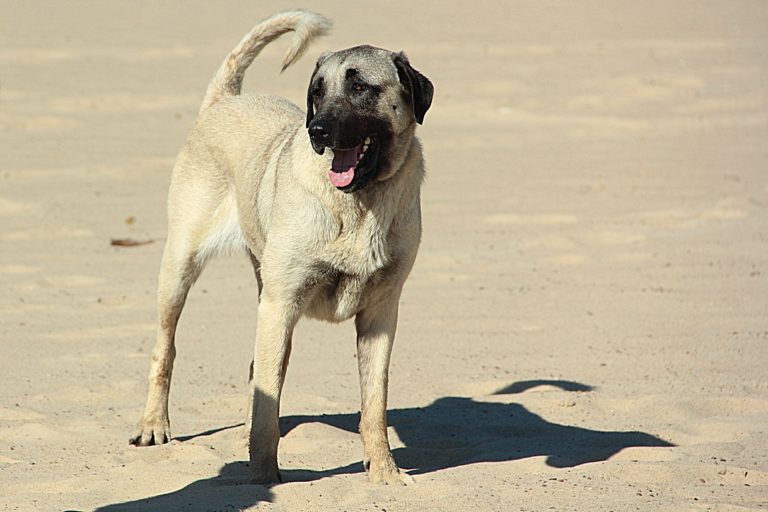 Kangal