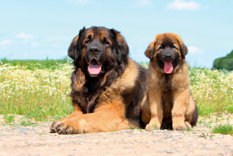 Leonberger