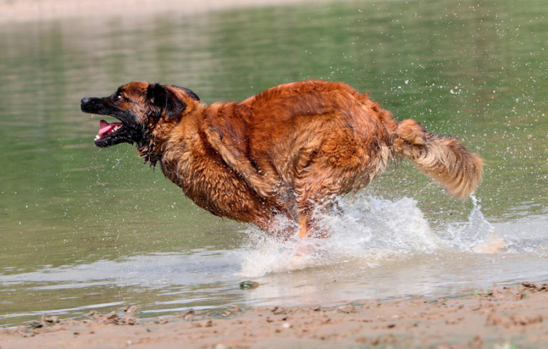 Leonberger