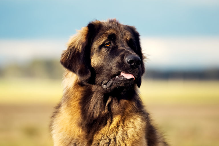 Leonberger