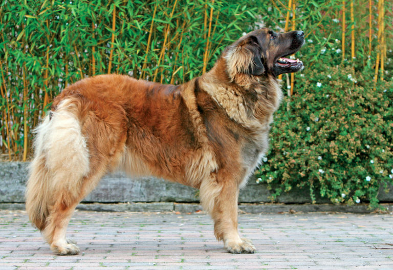 Leonberger