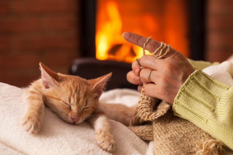 ¿Los gatos quieren a sus dueños?