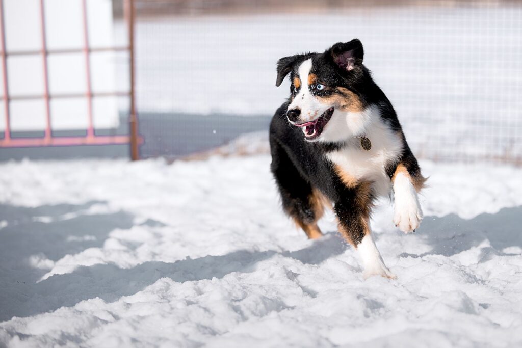 Miniature American Shepherd Bewegung