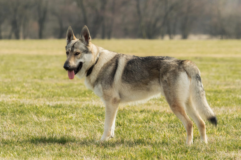 perro lobo checoslovaco