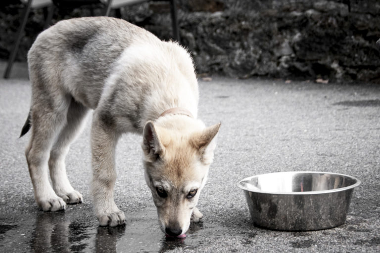 perro lobo checoslovaco