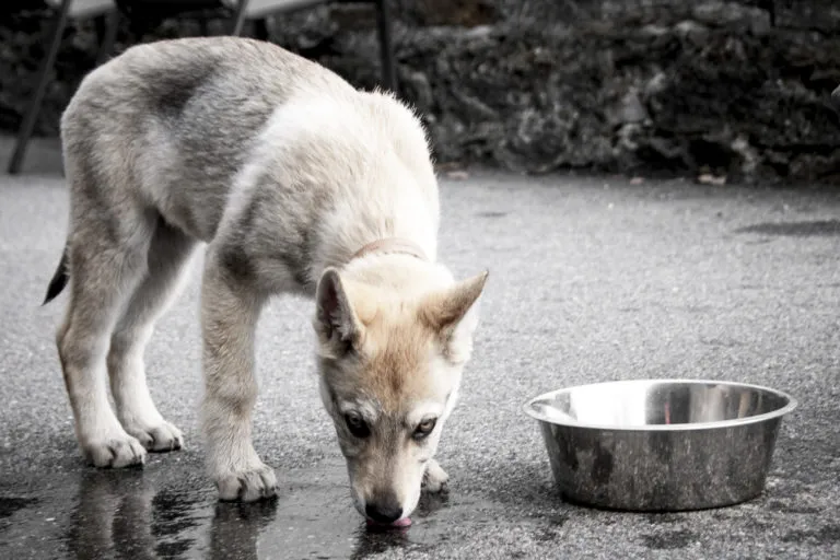 perro lobo checoslovaco