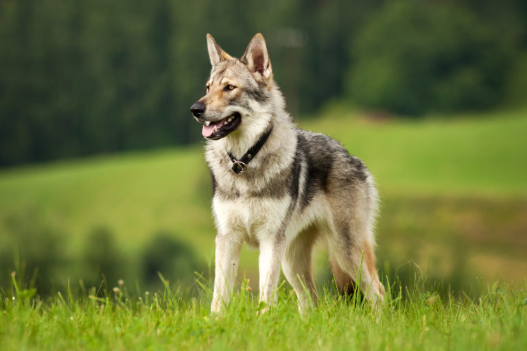 perro lobo checoslovaco