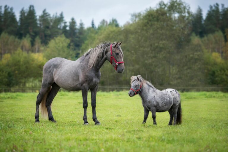 Marco Polo Dormitorio Adelaida Poni | zooplus Magazine