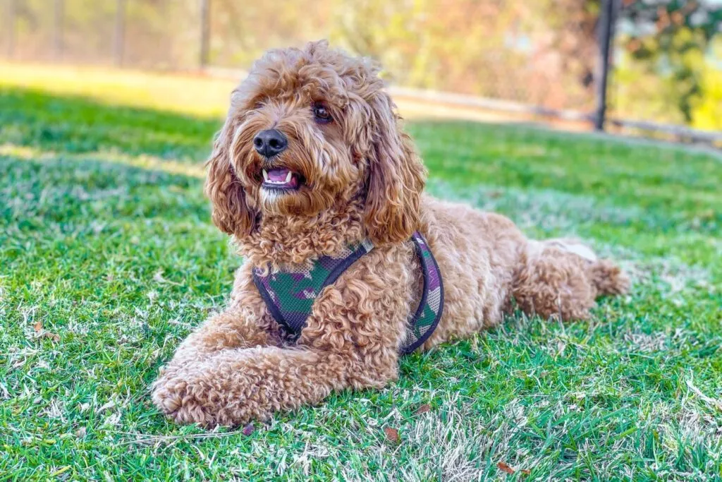 un cavapoo marr&oacute;n tumbado en la hierba