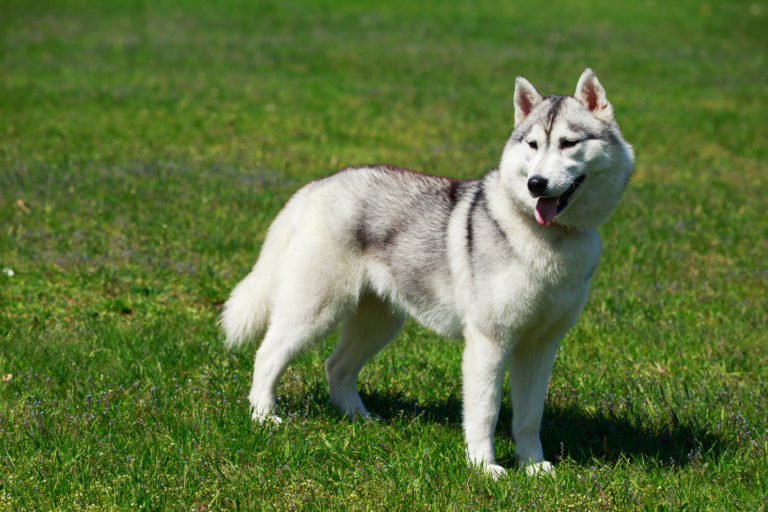 Alaskan malamute