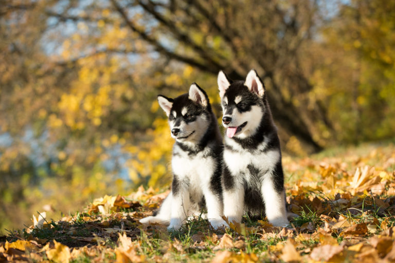 Alaskan malamute