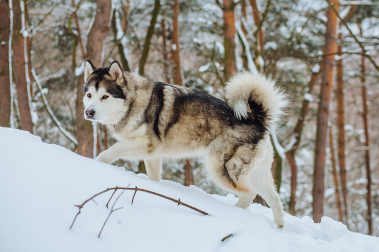 Alaskan malamute