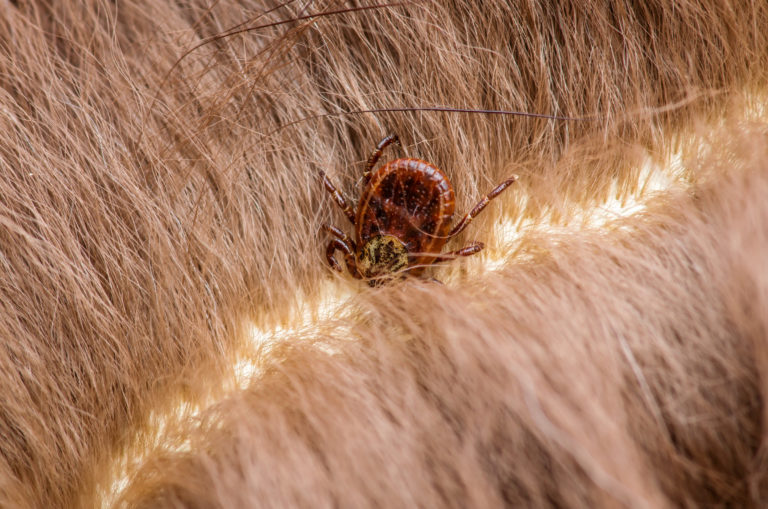 Anaplasmosis en perros